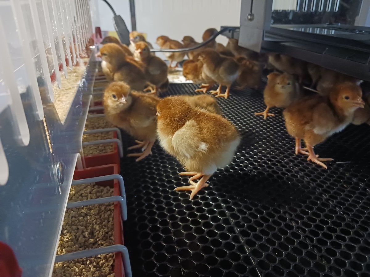 Baby Chicks For Sale