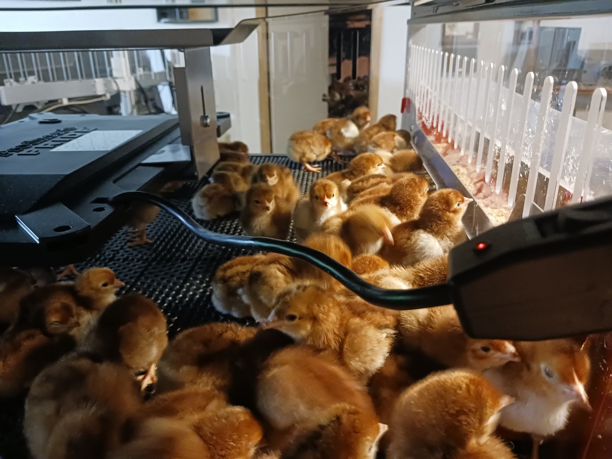 Rhode Island Red Chicks Straight Run