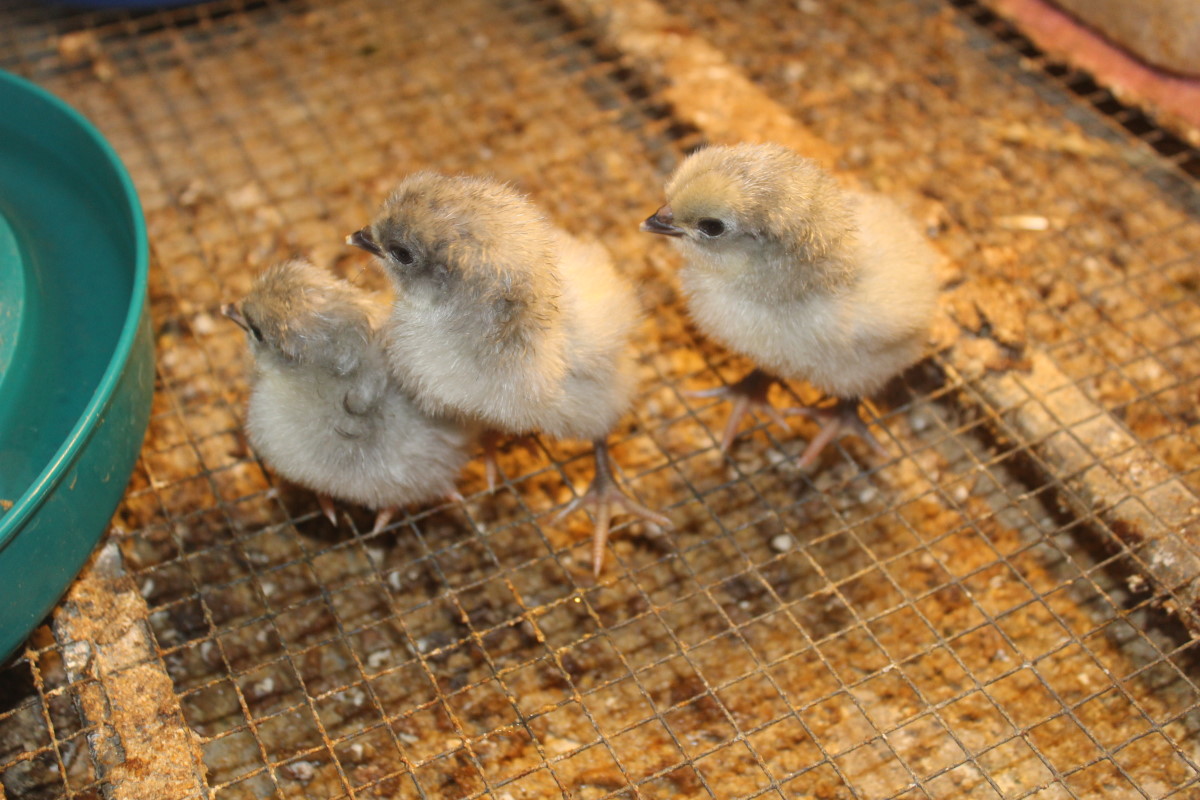 Lavender Orpington Chicks Straight Run
