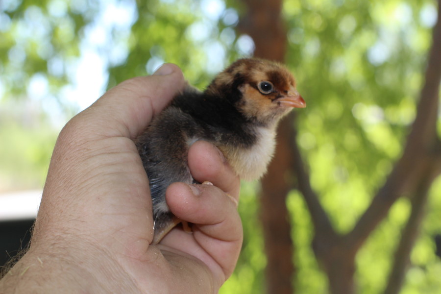 Golden Laced Wyandotte Chicks
