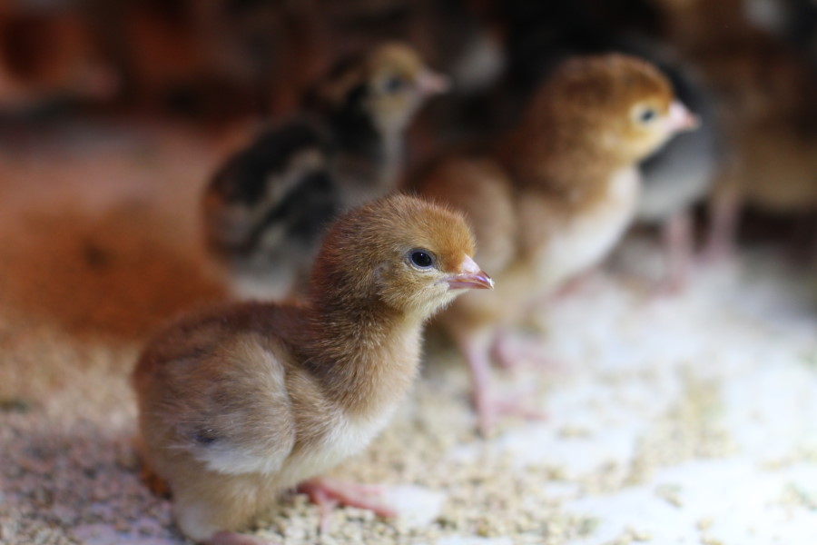 Buff Orpington Chicks (Out