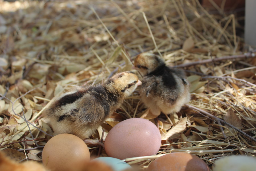Easter Egger Chicks Straight Run
