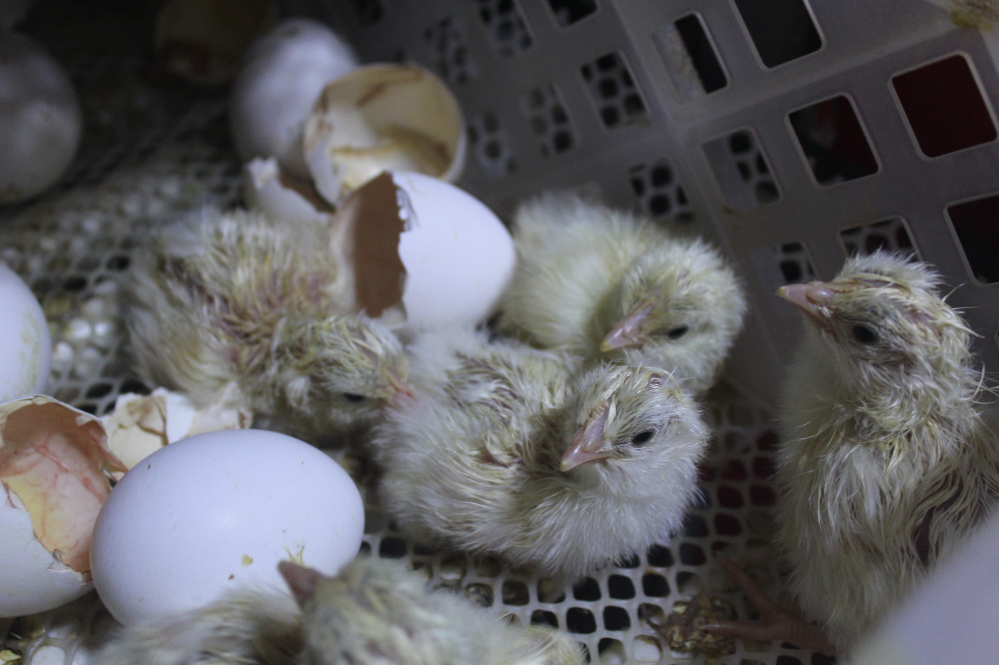 Leghorn Chicks