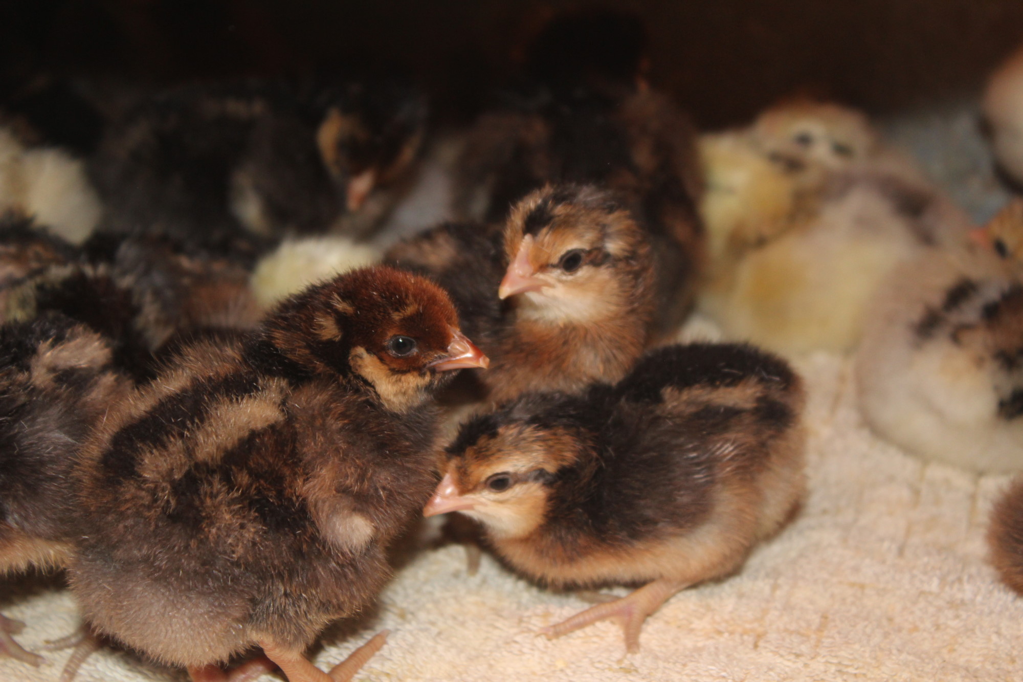 Crested Cream Legbar Female Chicks
