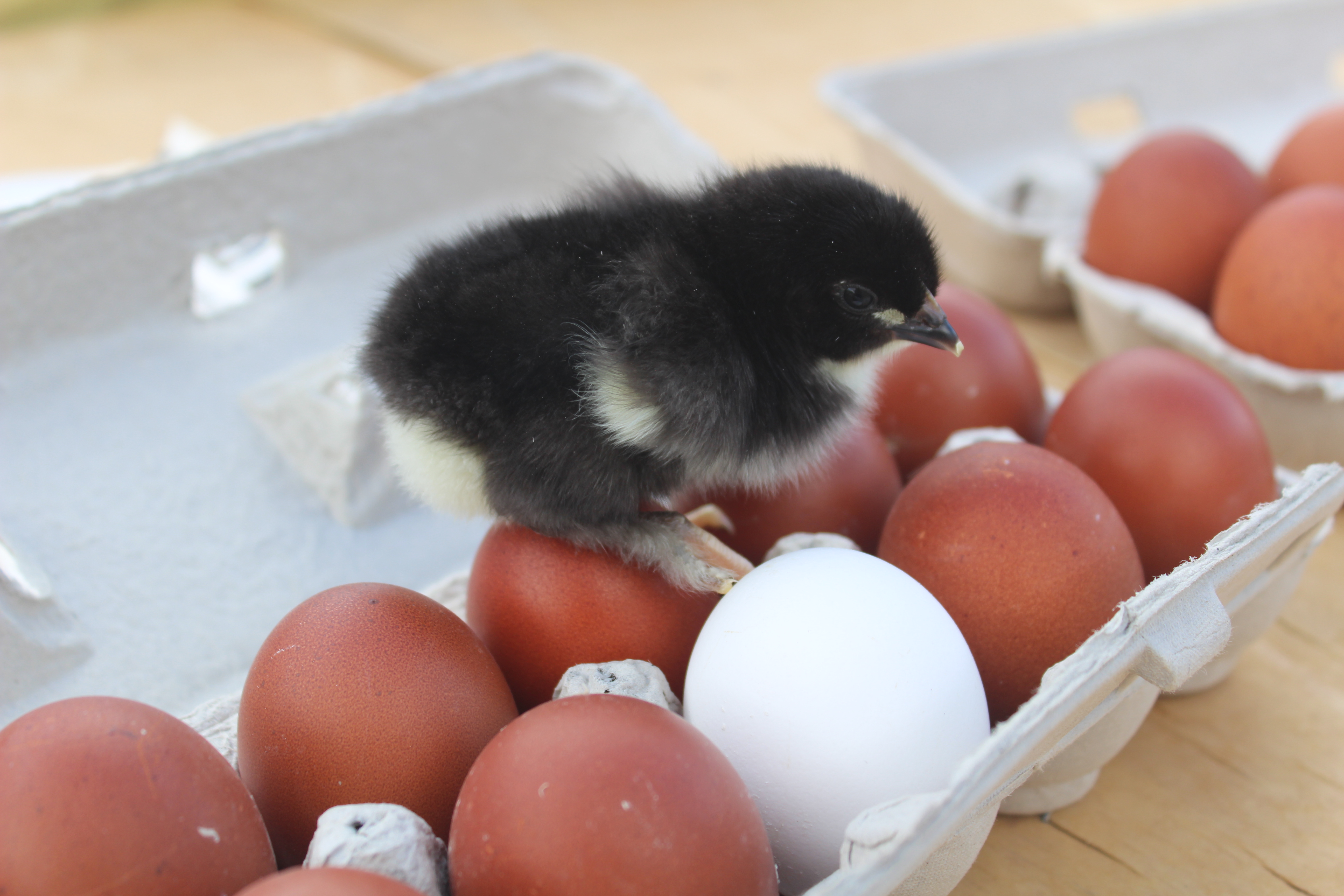 Black Copper Maran Chicks